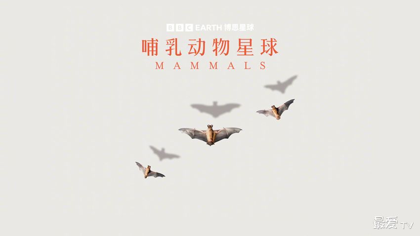 《哺乳动物星球》3月31日起上线首播 《哺乳动物星球》3月31日起上线首播