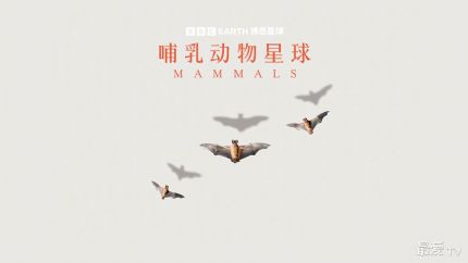 《哺乳动物星球》3月31日起上线首播