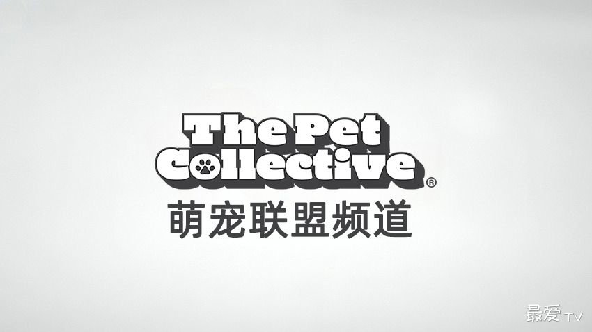 萌宠联盟频道在线观看