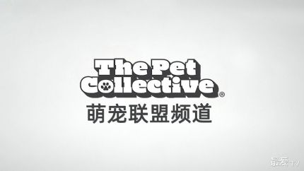 萌宠联盟频道在线观看