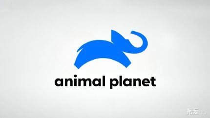 动物星球频道观看方式和官方网站