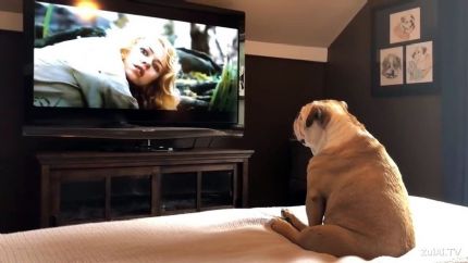 狗狗也爱追剧？研究揭示宠物犬的“电视偏好”竟与性格有关